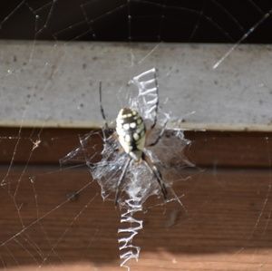 Meet your Posher, Jay